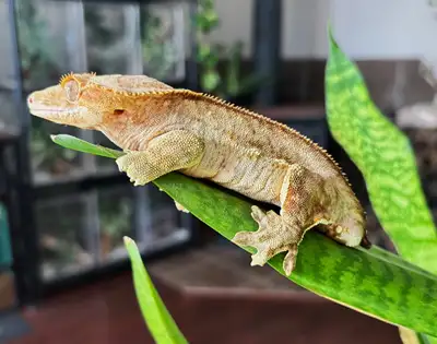 3 year old, proven breeder, and a little nervous when coming out of the tank, but he calms down quic...