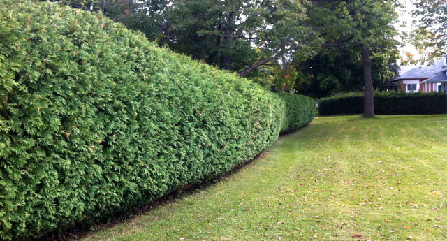 WHITE EASTERN CEDAR TREES FORSALE INCLUDES DELIVERY AND PLANTING in Plants, Fertilizer & Soil in Oshawa / Durham Region - Image 3