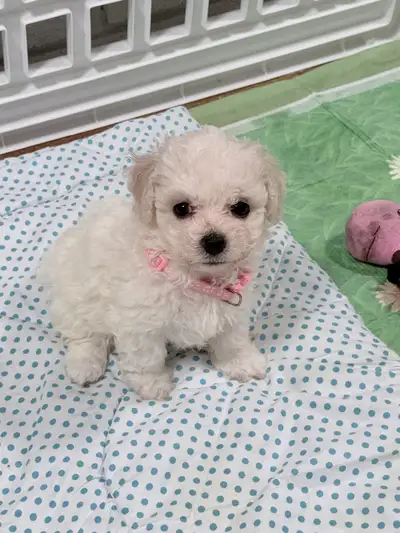 Rehome Bichon Frise, View more