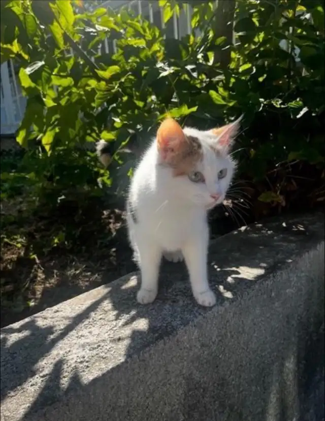 chaton mixte Maine coon