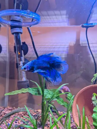 Betta double tail, View more