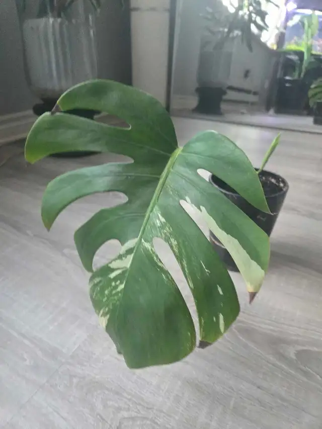 Monstera Albo Plant in Plants, Fertilizer & Soil in City of Toronto - Image 5