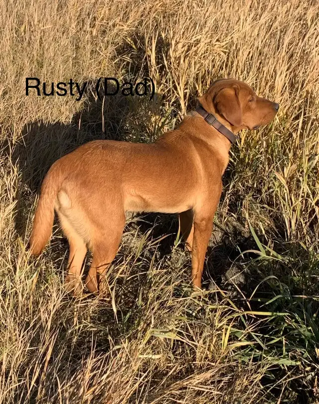 Purebred Labrador 1 left!! | Dogs & Puppies for Rehoming | Vancouver ...