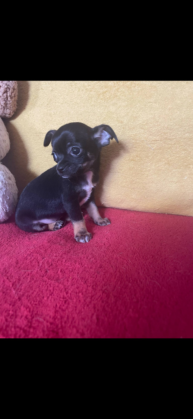 Chihuahuas dans Chiens et chiots à adopter  à Ouest de l’Île - Image 3