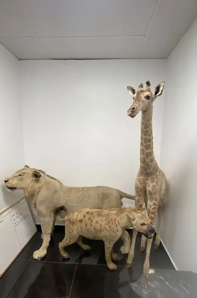 Our family has collected taxidermy over the last 20 years and we are currently downsizing. We have a...