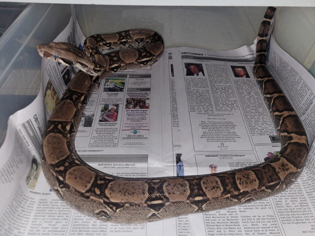 Young adult male Double Het snow in Reptiles & Amphibians for Rehoming in Norfolk County - Image 2