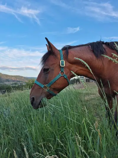 Registered QH Mare, View more