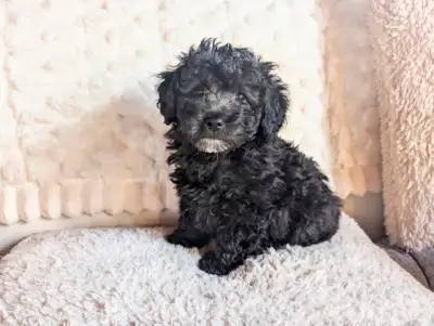 Small Silver Mini Poodle Puppy, View more