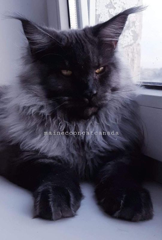 Silver Maine Coon KITTENS * SUMMER SALE ! Cats & Kittens for Rehoming