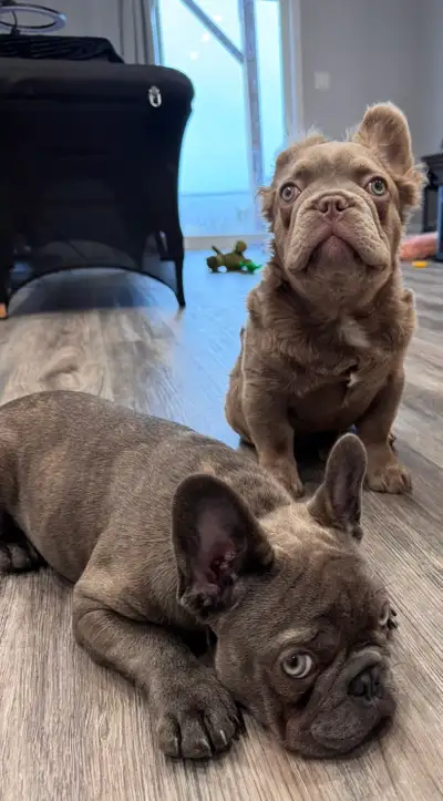 LOVING FRENCHIES LOOKING FOR A HOME, View more
