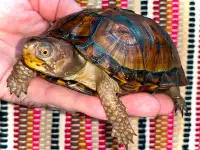 **SOLD** Eastern Box Turtle yearling! Captive born and bred!