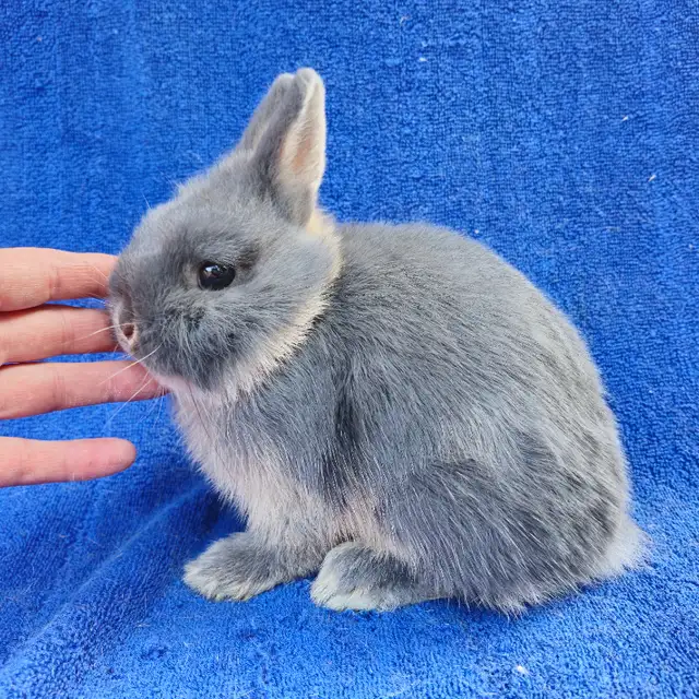 EXTRAODINAIRE BÉBÉ lapin nain néerlandais mâle *MALE BABY BUNNY in Small Animals for Rehoming in City of Montréal - Image 6