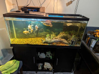 55 gallon Aquarium with Stand