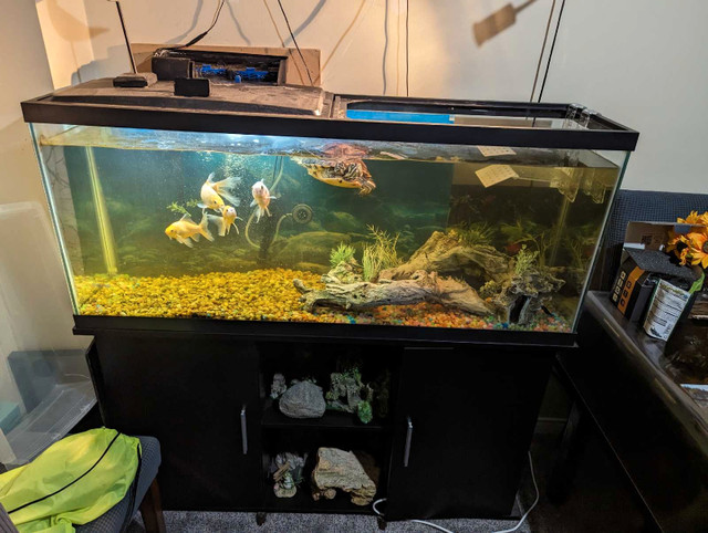 55 gallon Aquarium with Stand in Accessories in Barrie