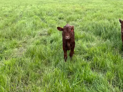 looking for bottle calves for sale, View more