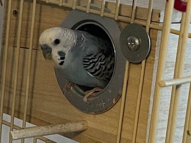 Brand New Budgie Hatchlings Lake Echo 3 Available 2 Reserved  in Birds for Rehoming in Dartmouth - Image 2