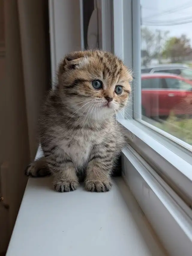 Scottish fold X British Shorthair Kittens in Cats & Kittens for Rehoming in Moncton - Image 6