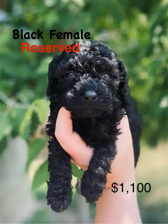 Toy Poodle Puppies ( only 3 left ) ready in 1.5 weeks in Dogs & Puppies for Rehoming in Winnipeg - Image 6