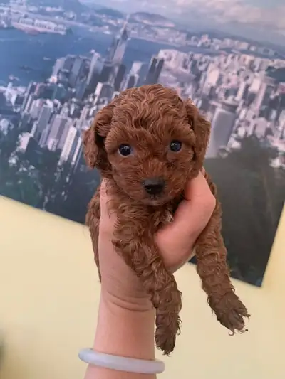 Toy Miniature Poodle Puppies, View more