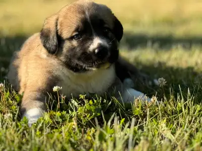 Caucasian shepherd and Alabai mix puppies, View more