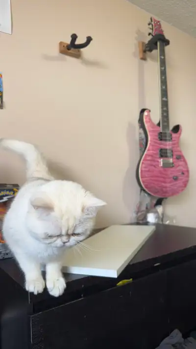 cute cat, View more