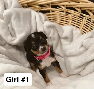 Precious Chihuahua puppies for sale! These 3 girls and 4 boys were born on may 13th and will be read...