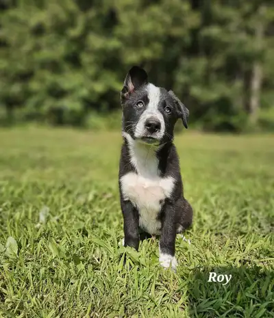 Border Collie Puppies, View more