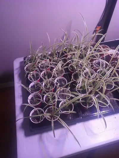 Spider Plants, View more