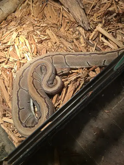 BEAUTIFUL PIN STRIPE BALL PYTHON SPECIAL, View more
