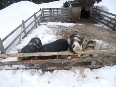Kunekune Gilts, View more