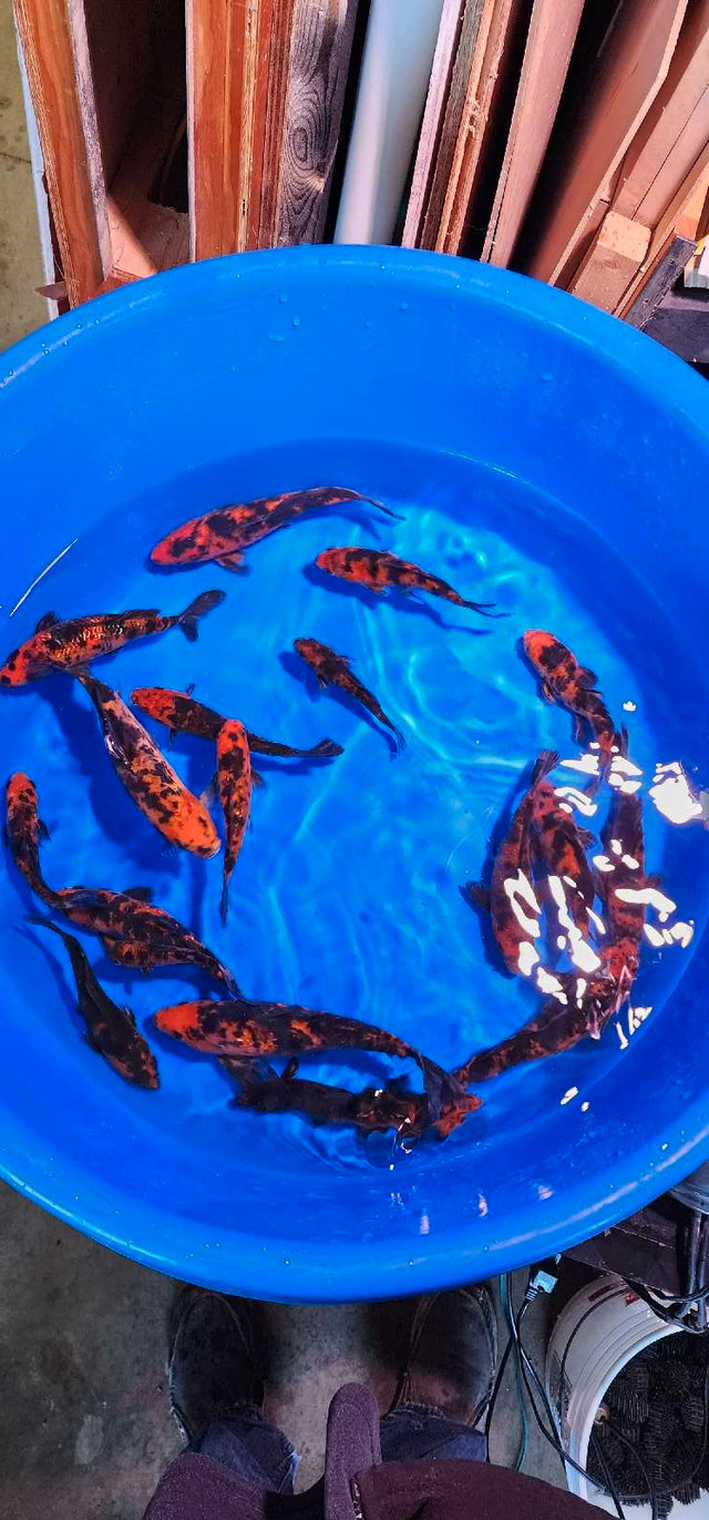 Koi Fish in Fish for Rehoming in Stratford