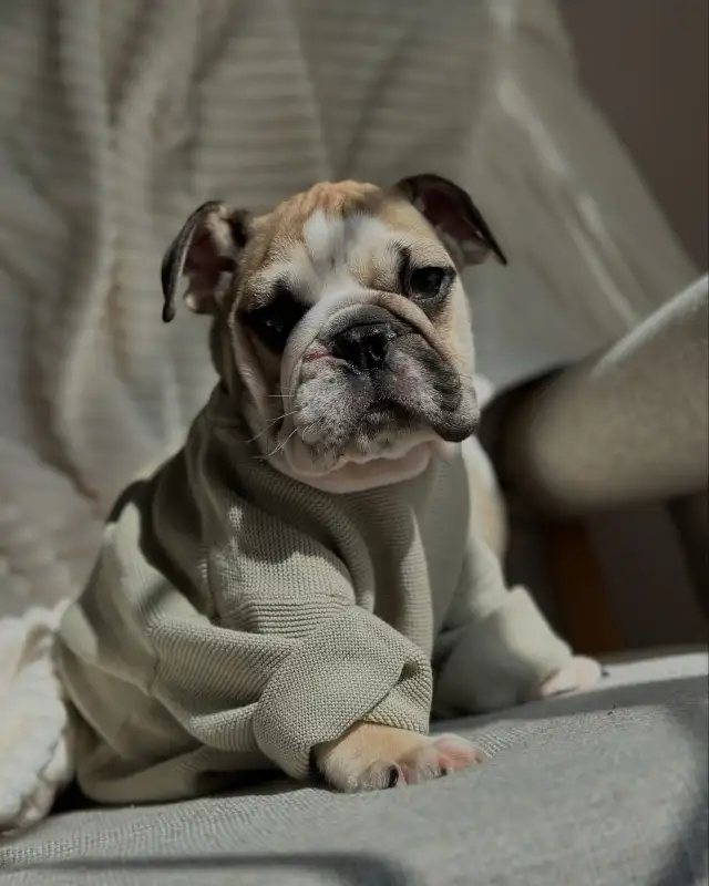 Bulldog Anglais in Dogs & Puppies for Rehoming in Laval / North Shore - Image 2