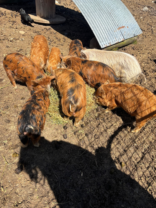 Kunekune piglets  in Livestock in Windsor Region