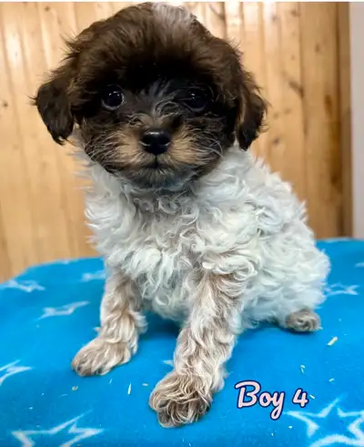 Mini Shihpoo  puppies ❤️❤️ ready to leave, View more