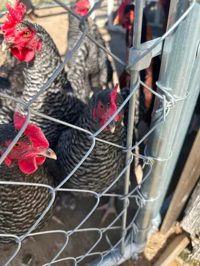 Chickens for sale, View more