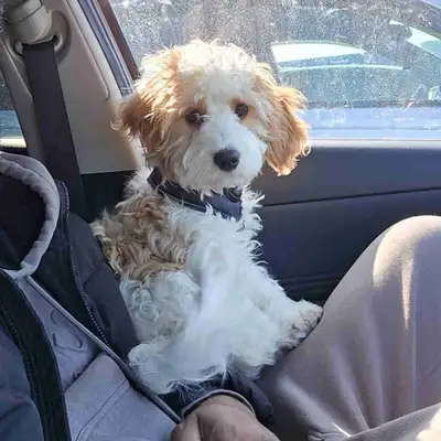 Cavapoo pup for rehoming, View more