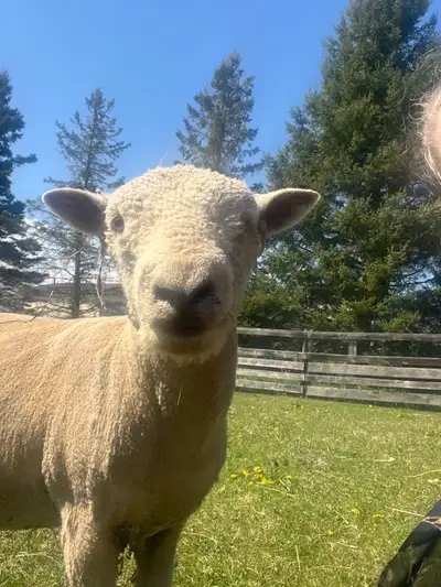 Babydoll Ram. 2 years old, recently shorn, hooves done. Comes for grain. Great temperament. Last pic...