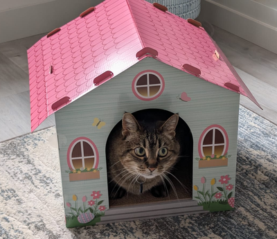 9 yr old neutered male brown tabby cat - free to a loving home, View more