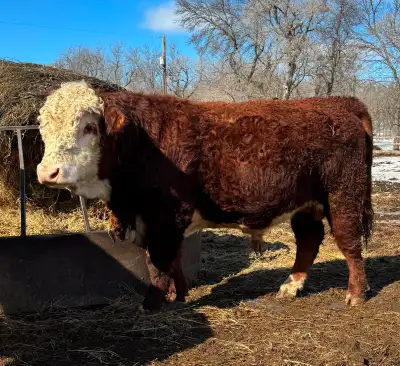 PUREBRED  HEREFORD  BULLS, View more