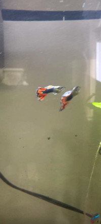 2 adult male guppies 