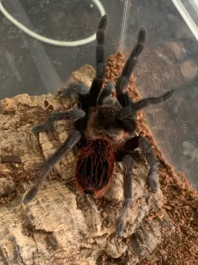 T. Vagans - Mex. Red Rump Tarantula, View more