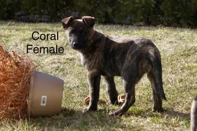 shepherd mix puppies Dutch/German shepherd, View more