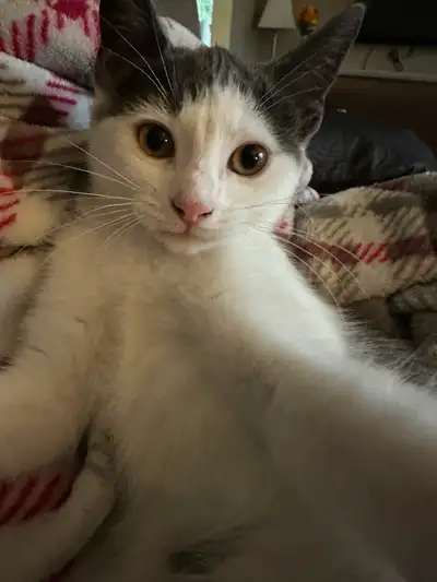 2 years old grey and white cat. Friendly and playful. Litter box trained. Price includes litter, wet...