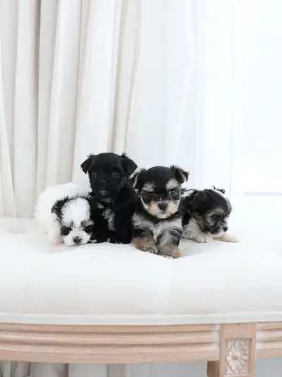 Adorable Morkie Puppies, View more