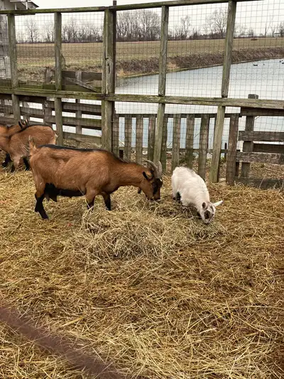 Nigerian dwarf goat , View more