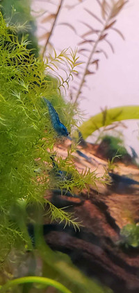 Dreamy Blue Neocardia Shrimp