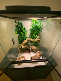 Crested Gecko and Terrerium 