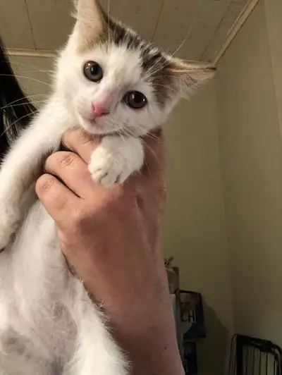 looking for a kitten!!, View more