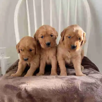 Purebred Red Retriever Puppies in Dogs & Puppies for Rehoming in Norfolk County - Image 2