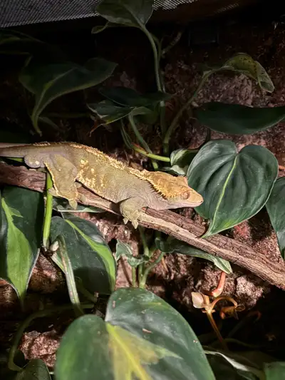 Gecko à crête , View more